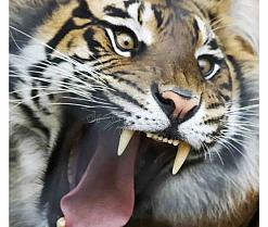 Webcam de Delifokinlicius